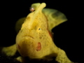   Frogfish 2016 Critters divesiteJahir1 Diving Indonesia Lembeh LembehResort September Sulawesi  